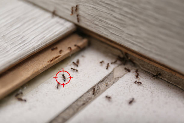 Best Pest Control Near Me  in Chimayo, NM