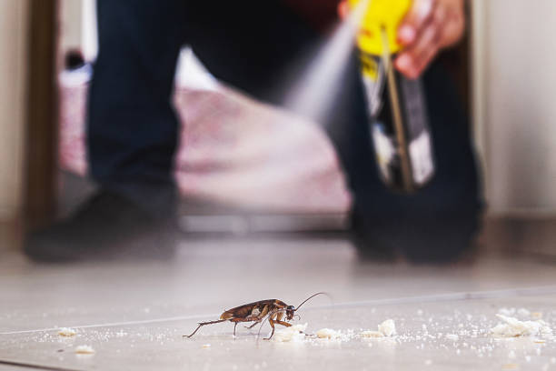 Best Flea Control Services  in Chimayo, NM